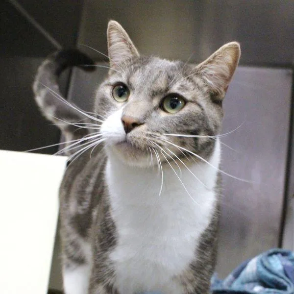 A young small-sized male Domestic Short Hair cat named Lucious  Bonded Buddy for adoption in Des Moines, IA
