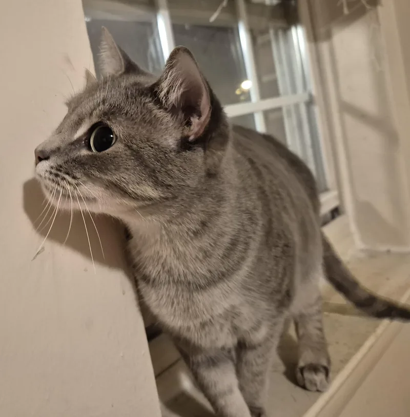 Love Call thumbnail 3