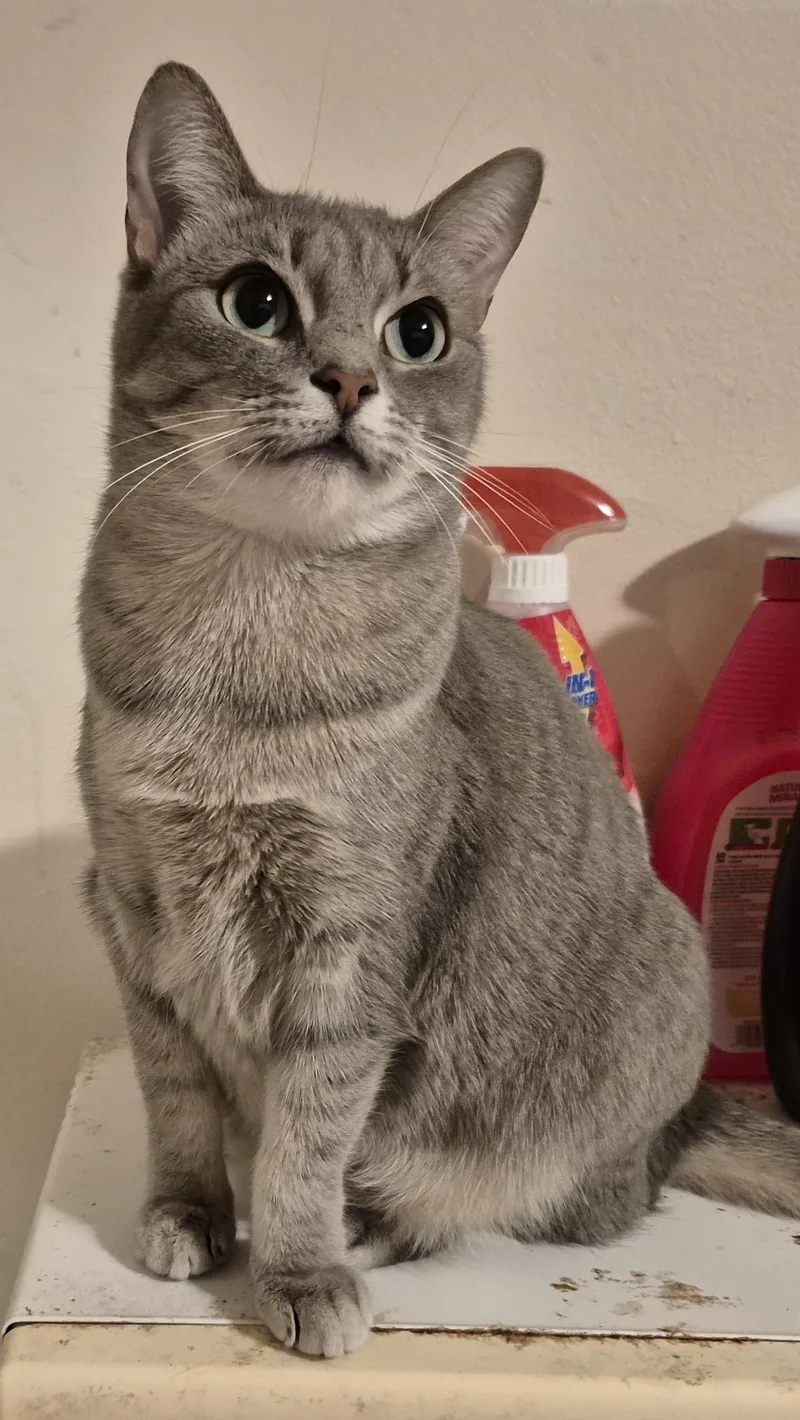 Love Call thumbnail 4