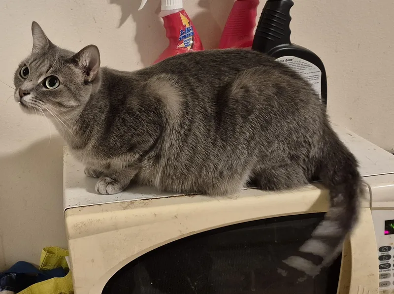 Love Call thumbnail 6