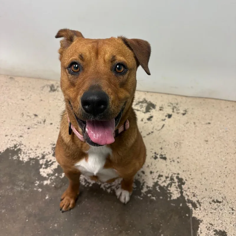 An adult medium-sized female Brown / Chocolate Pit Bull Terrier dog named Nala Bee for adoption in Columbia, MO