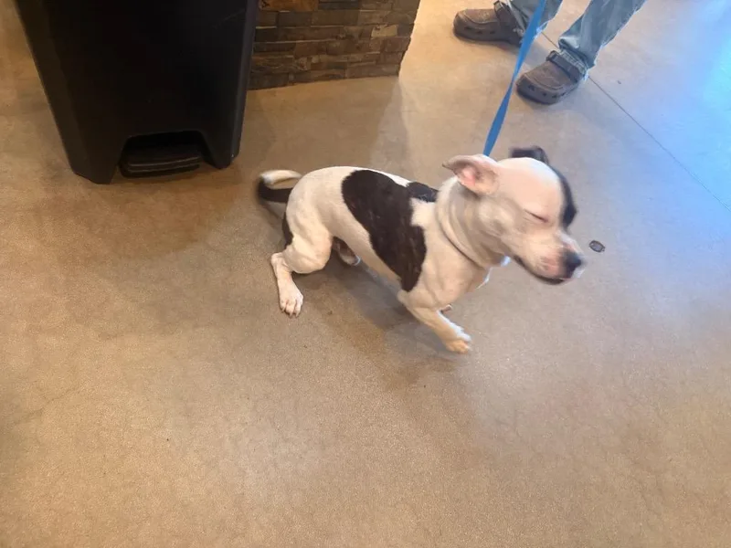 A young medium-sized male Mixed Breed dog named Found Animal for adoption in Douglasville, GA