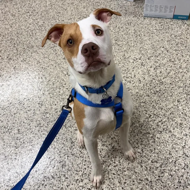 Ron Weasley thumbnail 2