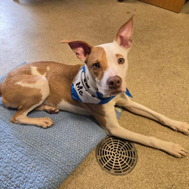 Ron Weasley thumbnail 3