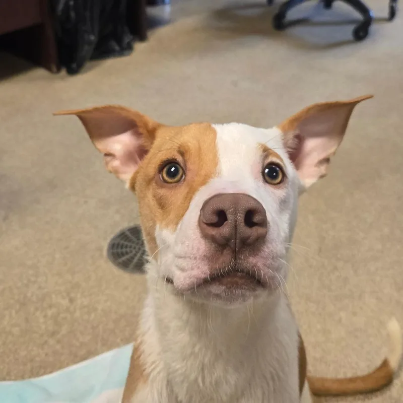 Ron Weasley thumbnail 4