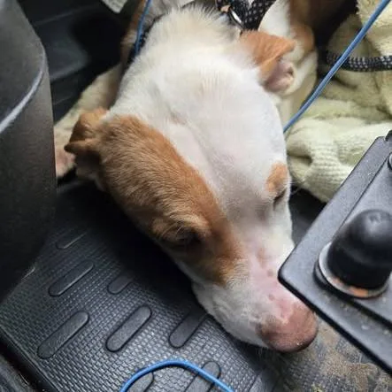 Ron Weasley thumbnail 5