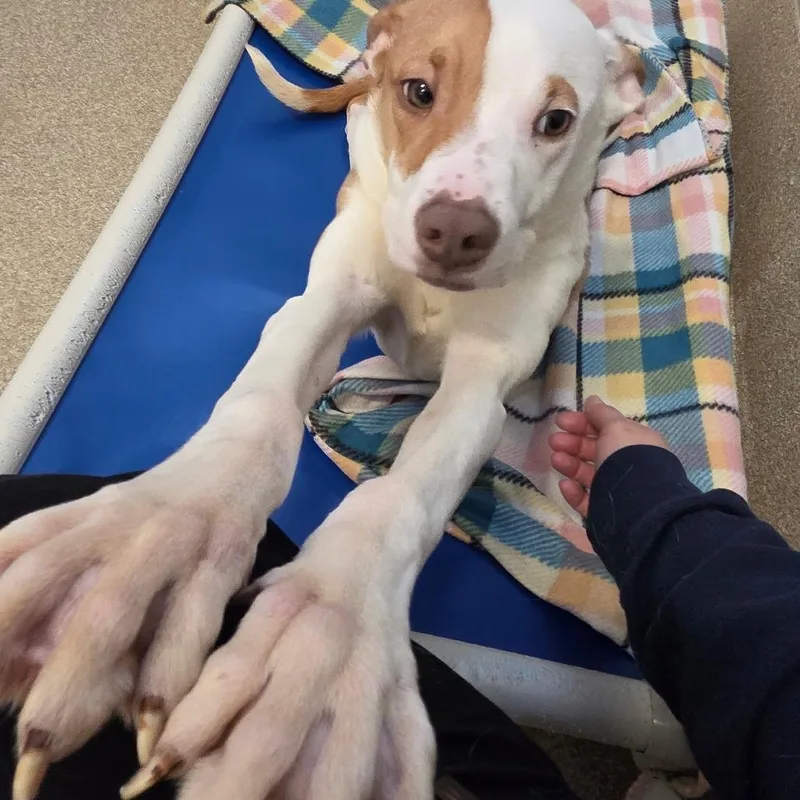 Ron Weasley thumbnail 6