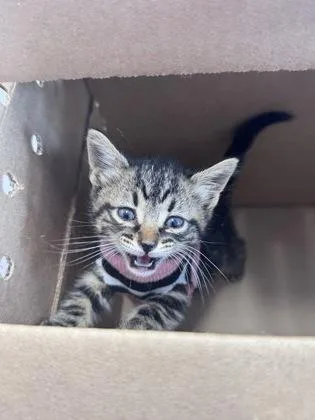 A baby small-sized female Domestic Short Hair cat named Baela for adoption in West Chester, PA