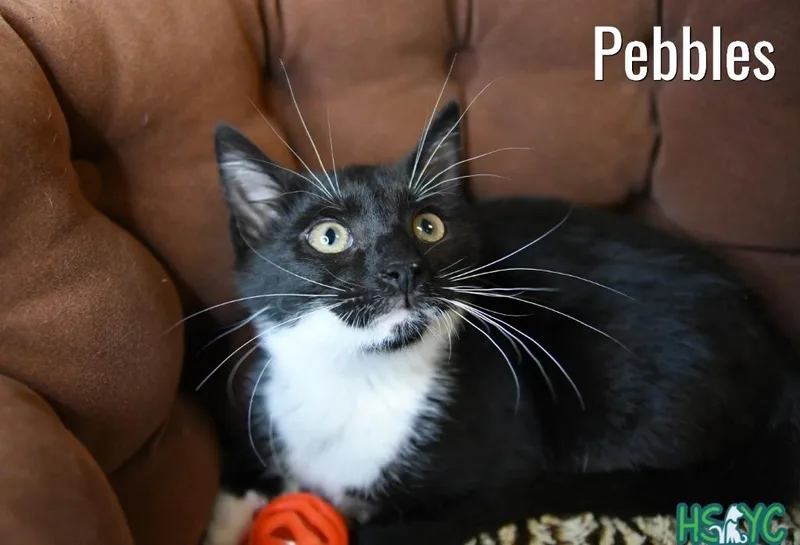 A baby medium-sized female Domestic Short Hair cat named Pebbles for adoption in Fort Mill, SC