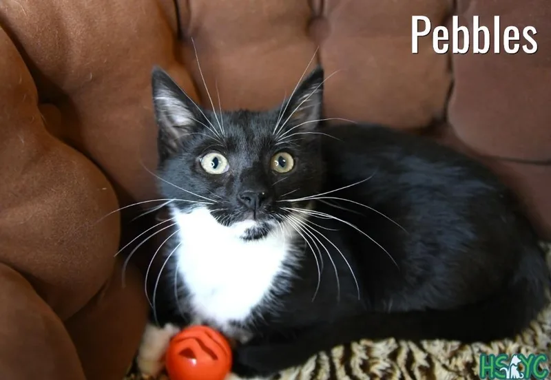 Pebbles thumbnail 3