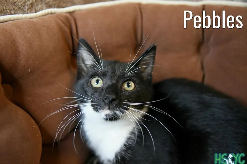 Pebbles thumbnail 4