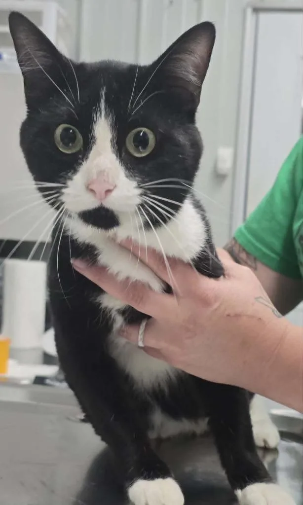 A young large-sized male Domestic Short Hair cat named Parker for adoption in Hillsdale, IN