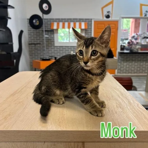 A baby medium-sized male Tabby (Buff / Tan / Fawn) Domestic Short Hair cat named Monk At Fat Cat for adoption in Tallahassee, FL