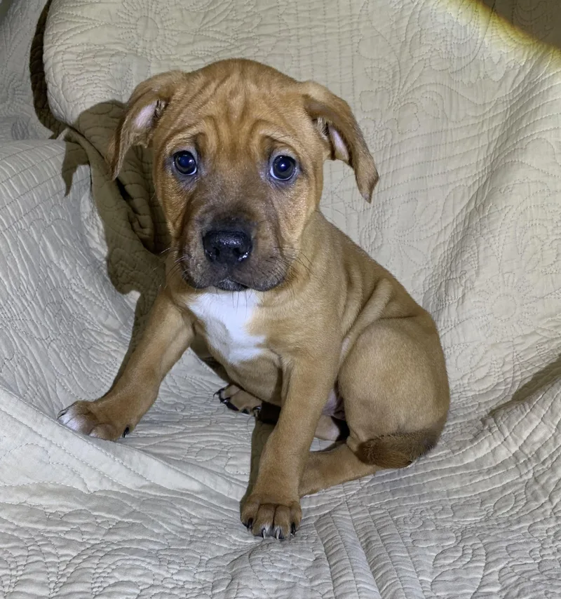 A baby medium-sized female Red / Chestnut / Orange American Staffordshire Terrier dog named Ruby for adoption in Massena, NY
