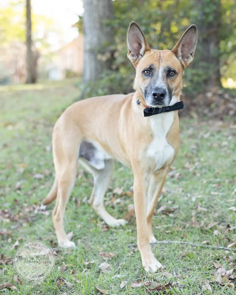 An adult medium-sized male German Shepherd Dog dog named Rex for adoption in Tuscaloosa, AL
