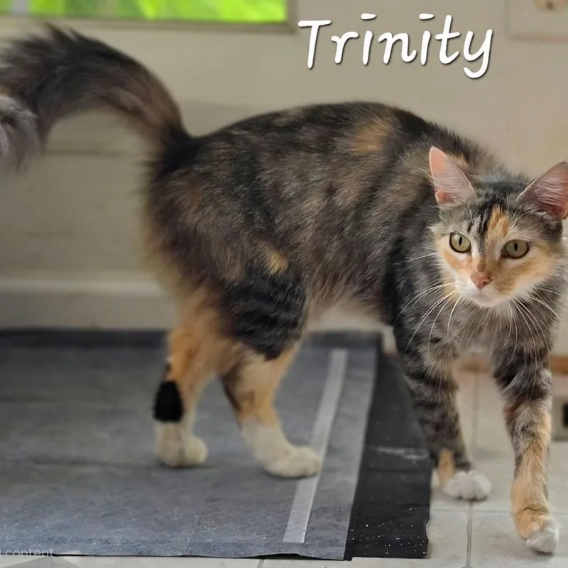An adult medium-sized female Torbie Domestic Short Hair cat named Trinity for adoption in Waldorf, MD