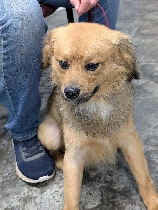 Biscuit