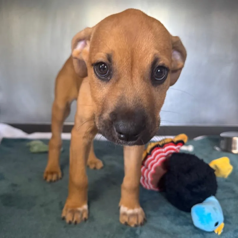 A baby small-sized male Yellow / Tan / Blond / Fawn Mixed Breed dog named Simba for adoption in Saint Charles, MO
