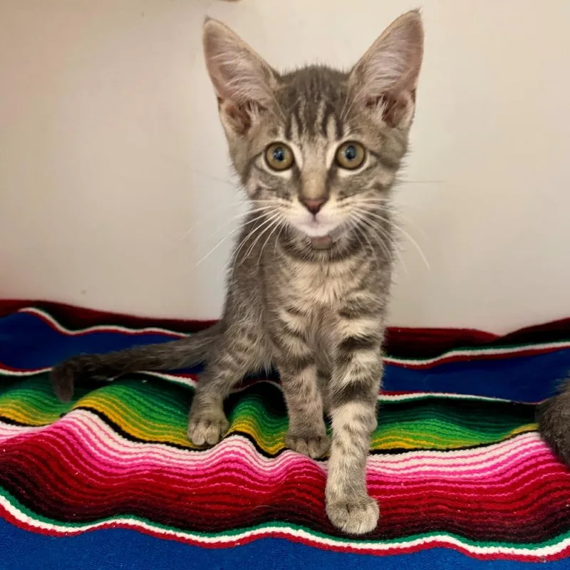 A baby small-sized female Gray / Blue / Silver Domestic Short Hair cat named Piper for adoption in Hawthorne, CA