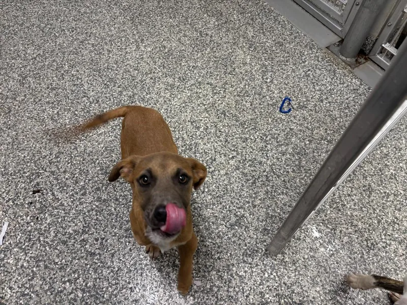 A baby small-sized female Mixed Breed dog named Turkey for adoption in Mustang, OK