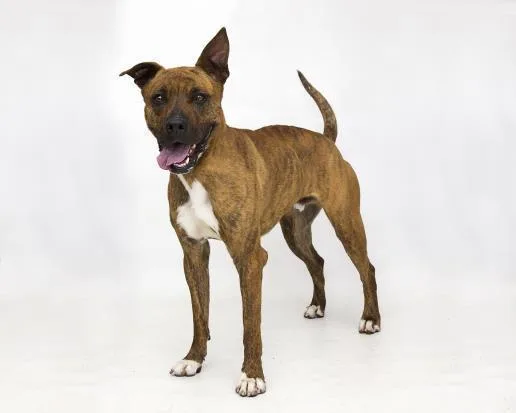 An adult large-sized male Pit Bull Terrier dog named Lucky for adoption in Albuquerque, NM