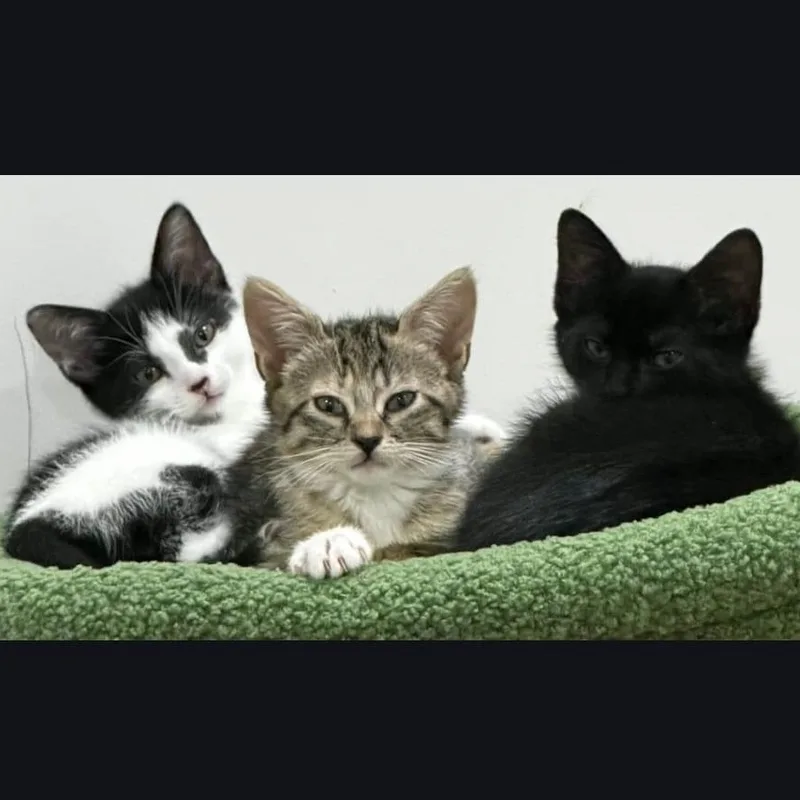 A baby small-sized female Black & White / Tuxedo Domestic Short Hair cat named Shakira for adoption in Boca Raton, FL
