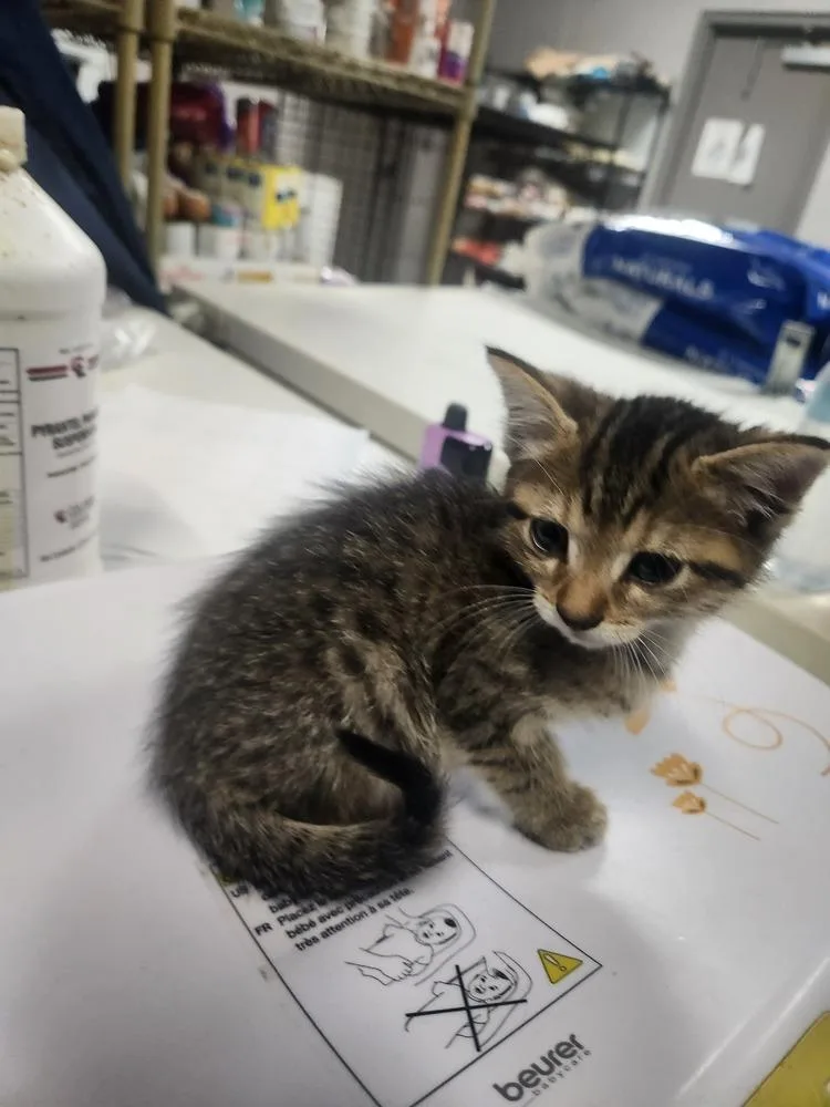 A young medium-sized female Domestic Short Hair cat named Tiger Lily for adoption in Lexington, TN