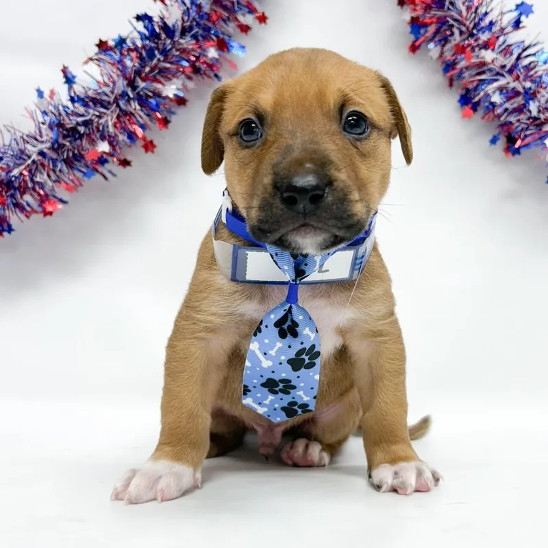 A baby small-sized male Pit Bull Terrier dog named Olive for adoption in Parker, CO