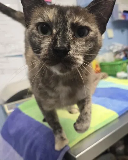 An adult small-sized female Domestic Short Hair cat named Strawberry Milk for adoption in Roseville, CA