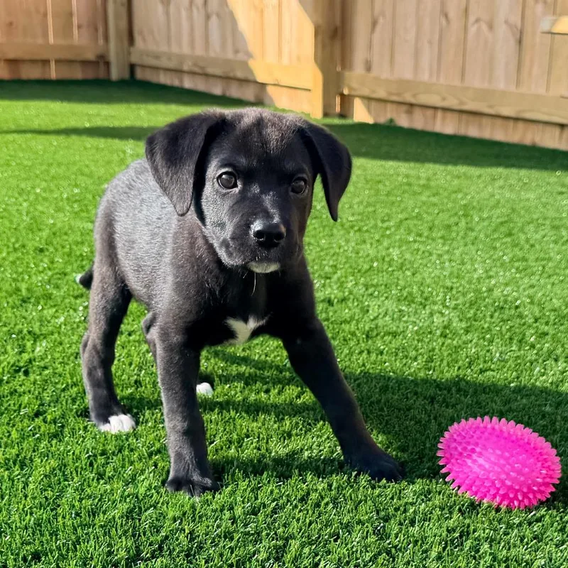 A baby medium-sized female Black Labrador Retriever dog named Sierra for adoption in La Grange, KY