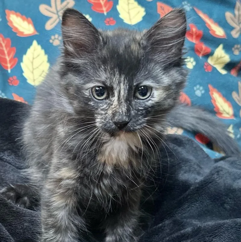 A baby medium-sized female Domestic Medium Hair cat named Elvira for adoption in Sonora, CA