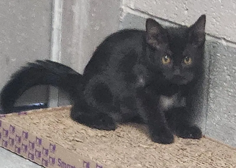 A young medium-sized female Domestic Short Hair cat named Morticia for adoption in Lexington, TN
