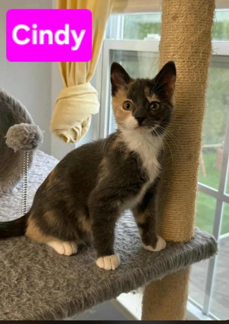 A baby small-sized female Dilute Tortoiseshell cat named Cindy for adoption in Brighton, MI