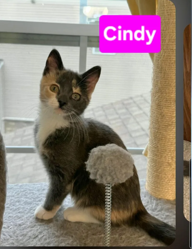 Cindy thumbnail 2