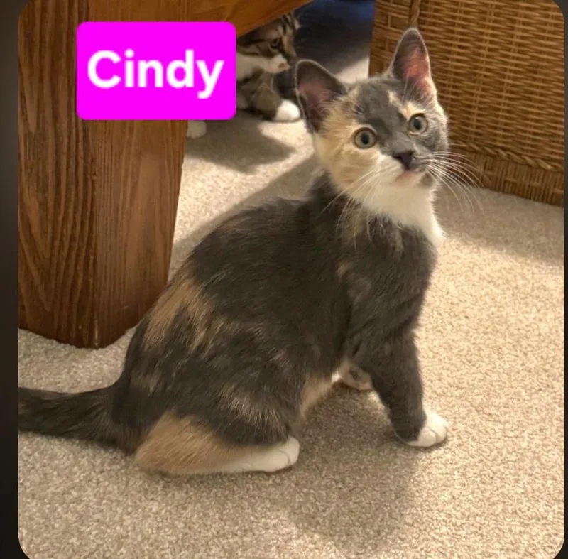 Cindy thumbnail 3