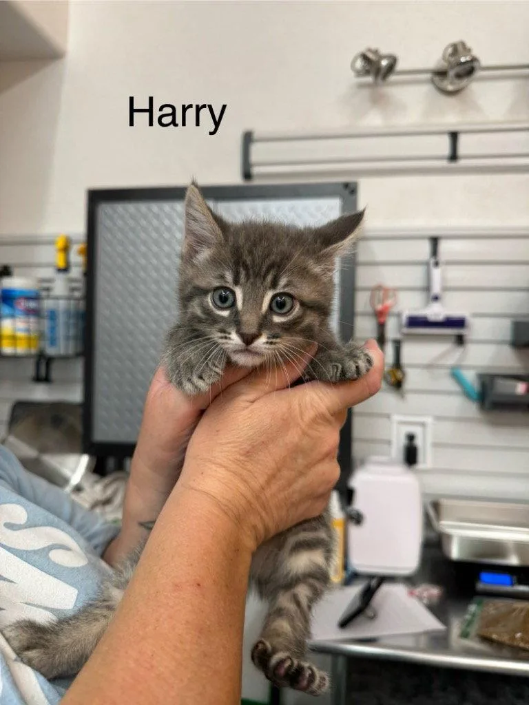 Harry