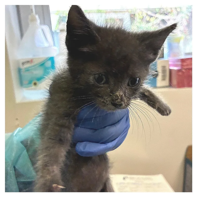 A baby small-sized male Gray / Blue / Silver Domestic Short Hair cat named Light Green Collar for adoption in Los Angeles, CA