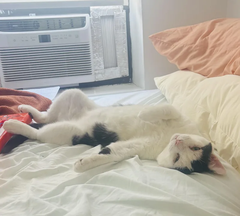 A young large-sized male White Domestic Short Hair cat named Samwise for adoption in Brooklyn, NY