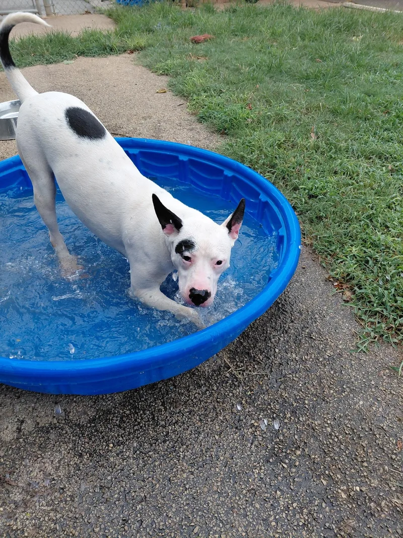 A baby medium-sized female Pit Bull Terrier dog named Siren for adoption in Huntsville, AL