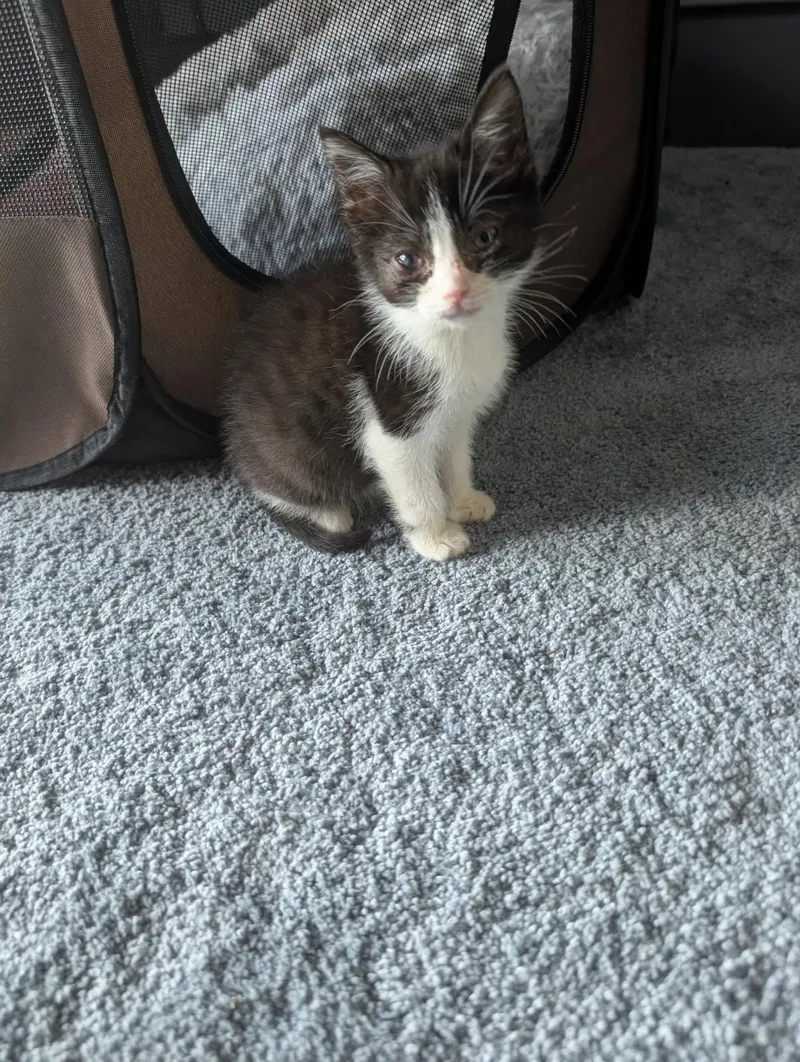 A baby small-sized female Domestic Short Hair cat named Pip for adoption in Bethel Park, PA