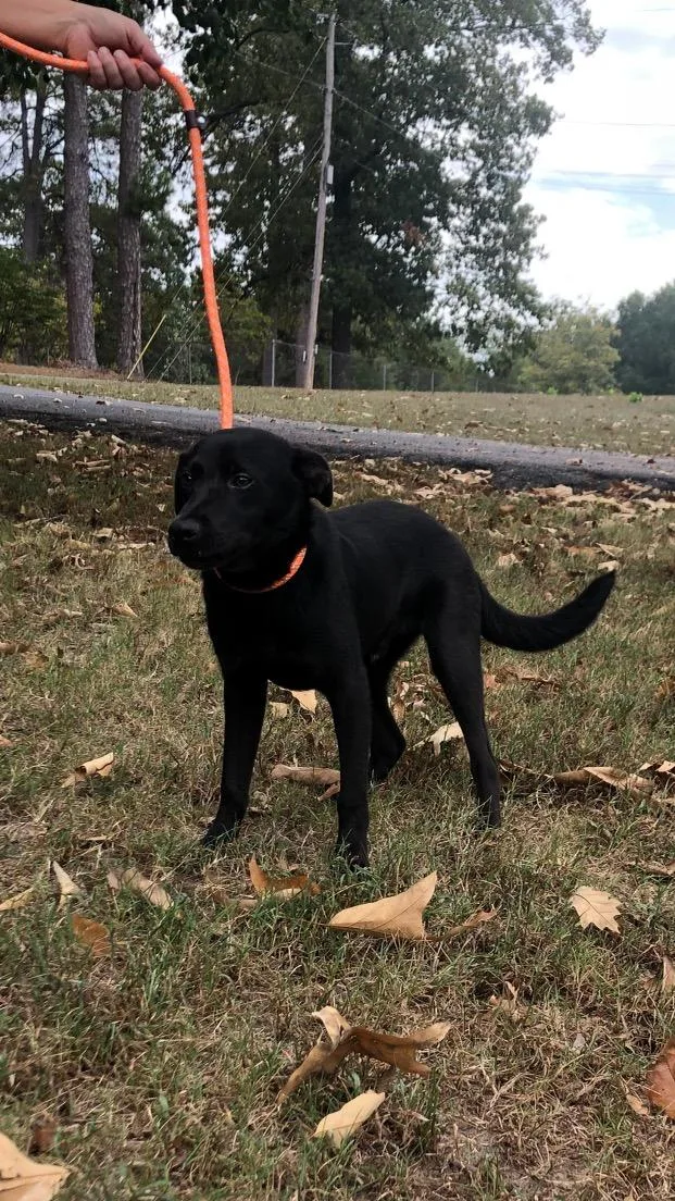 A baby medium-sized male Labrador Retriever dog named Zion for adoption in Medfield, MA