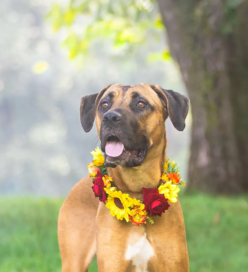 A young medium-sized female Boxer dog named Selena for adoption in Coatesville, PA