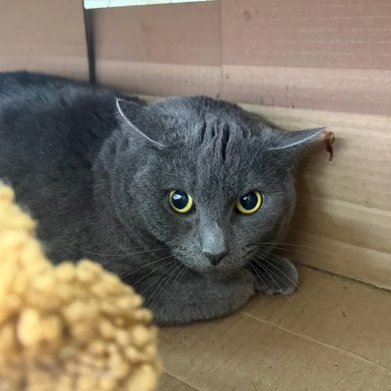 An adult large-sized male Domestic Short Hair cat named Bluey for adoption in East Smithfield , PA