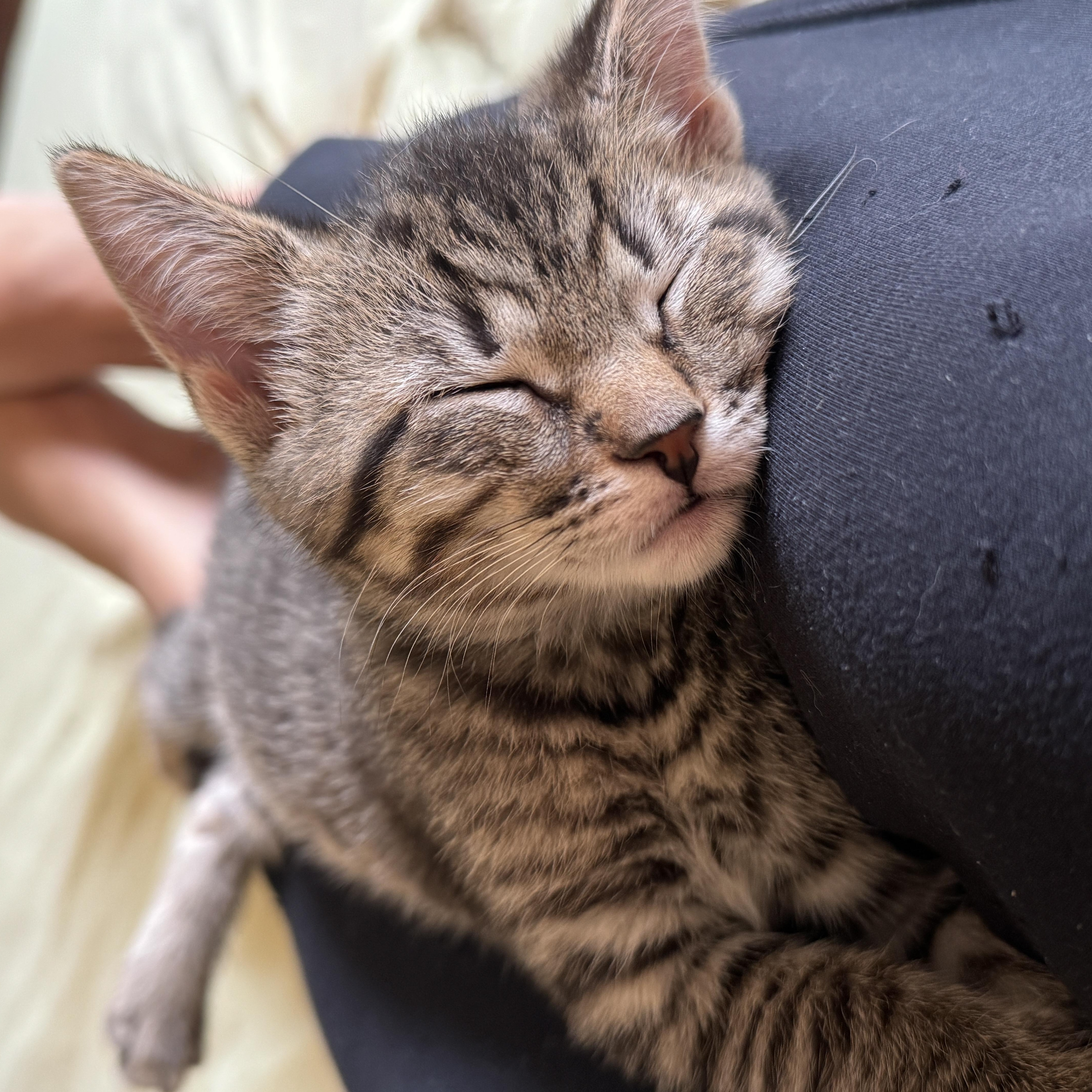A baby small-sized female Tabby (Brown / Chocolate) Domestic Short Hair cat named Pancake for adoption in Cleveland Heights, OH