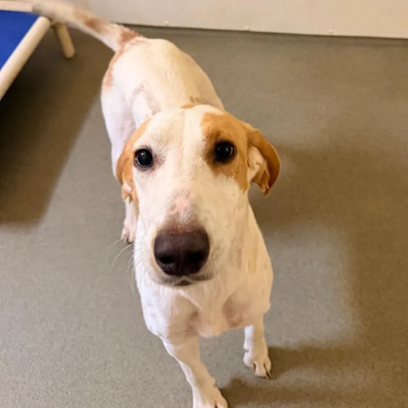 An adult medium-sized male White / Cream Hound dog named Toebias for adoption in Rocky Mount, VA