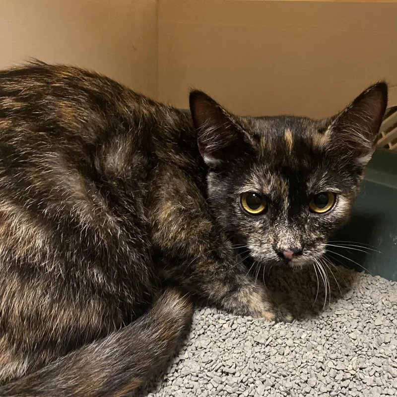 A young medium-sized female Tortoiseshell Domestic Short Hair cat named Taffy for adoption in Hays, KS