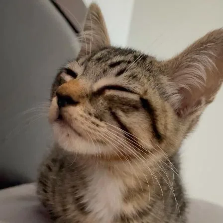 A baby medium-sized male Tabby (Gray / Blue / Silver) Domestic Short Hair cat named Alfie for adoption in San Diego, CA