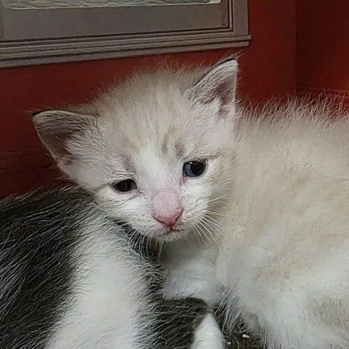 A baby small-sized male Seal Point Siamese cat named Moulin for adoption in Tampa, FL