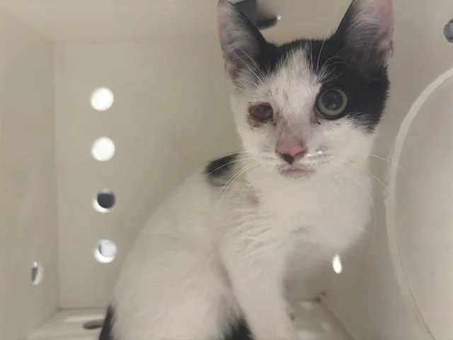 A baby small-sized male Domestic Short Hair cat named Socks for adoption in Ontario, CA