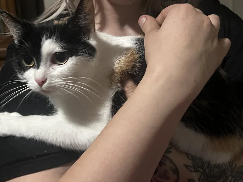A baby medium-sized female Domestic Short Hair cat named Esme for adoption in Northfield, OH